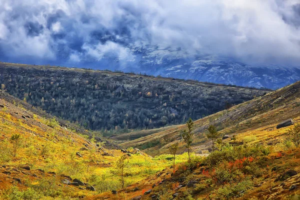 Foresta Montagna Paesaggio Bello Verde Natura Estate Sfondo Foresta — Foto Stock