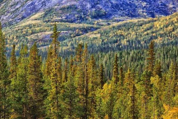 Outono Taiga Floresta Paisagem Natureza Vista Queda Nas Montanhas — Fotografia de Stock