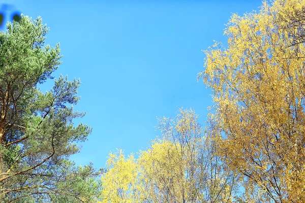 Outono Paisagem Florestal Fundo Abstrato Outubro Vista Árvores Amarelas Queda — Fotografia de Stock