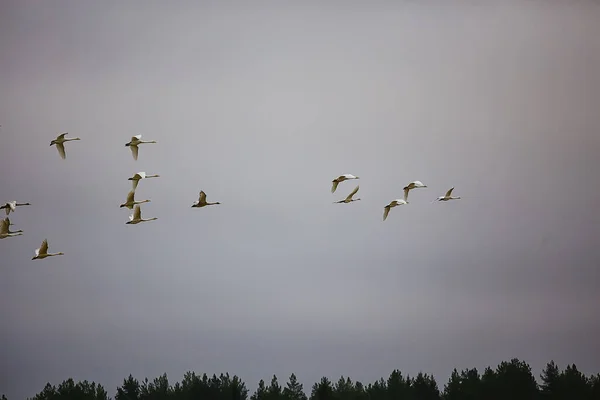 Autumn Landscape Flock Swans Forest Migratory Birds Seasonal Migration October — Stock Photo, Image