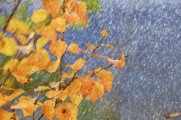 秋天的背景雨树叶壁纸公园 — 图库照片