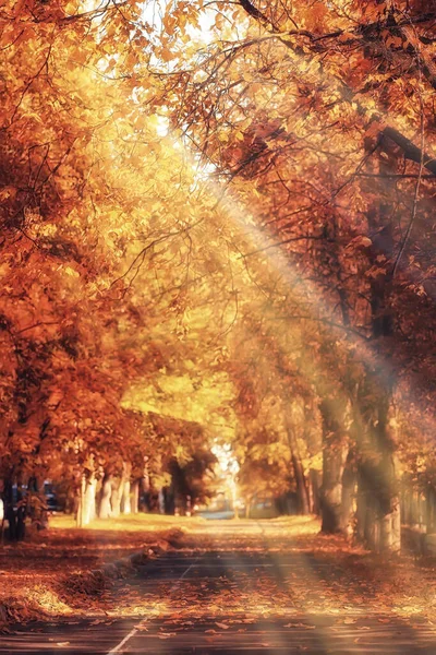 Sonnige Landschaft Herbst Park Herbst Jahreszeit Hintergrund Orange Park — Stockfoto