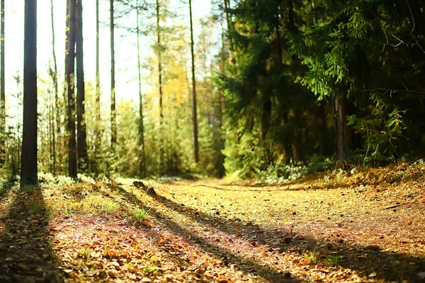 Летний Пейзаж Лесу Панорама Природы Летний Сезон Пейзажные Деревья — стоковое фото