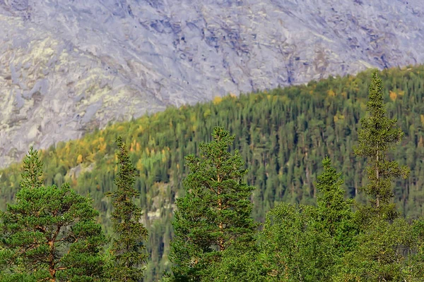 Осенний Тайга Лесной Пейзаж Вид Природу Падают Горах — стоковое фото