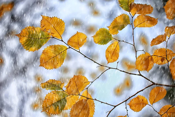 Abstrakte Herbst Hintergrund Regen Blätter Tapete Park — Stockfoto