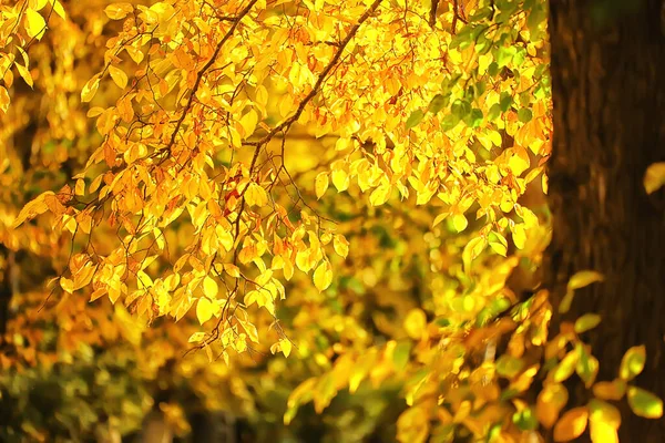 Abstrakt Höst Nedgång Bakgrund Löv Gul Natur Oktober Tapet Säsong — Stockfoto