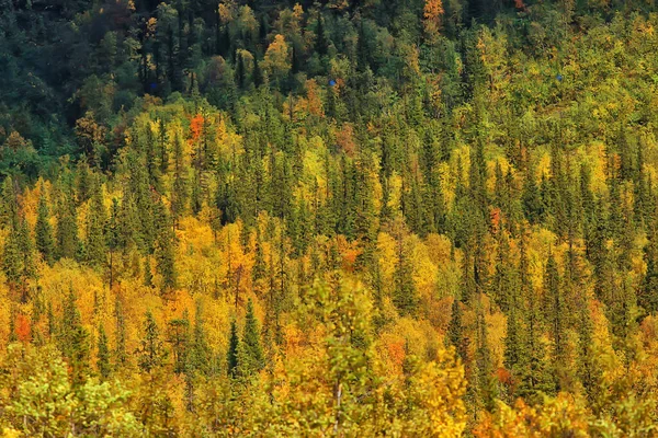 Абстрактний Фон Текстури Осіннього Лісу Жовті Дерева Візерунок Пейзажний Вид — стокове фото