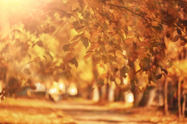 秋の公園の日当たりの良い風景背景オレンジ色の公園 — ストック写真