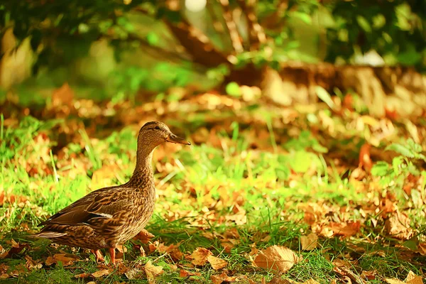 Ördek Güz Parkı Yaban Ördeği Yaban Ördeği Sonbahar Manzaralı Göçmen — Stok fotoğraf