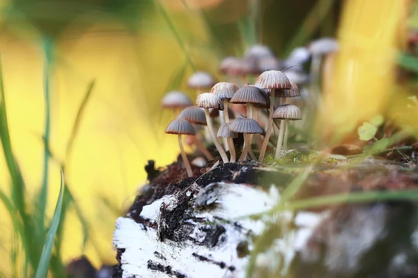 Pequenos Cogumelos Não Comestíveis Cogumelos Venenosos Floresta Fundo Macro Natureza — Fotografia de Stock