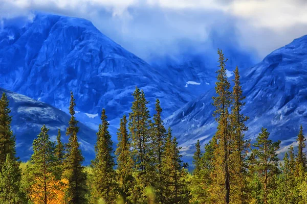 Forest Mountains Landscape Beautiful Green Nature Summer Background Forest — Stock Photo, Image