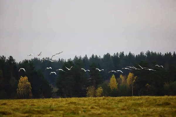 Sonbahar Manzarası Ormandaki Bir Kuğu Sürüsü Göçmen Kuşlar Ekim Ayında — Stok fotoğraf