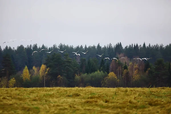 秋の風景 森の中の白鳥の群れ 渡り鳥 10月の季節移動 — ストック写真