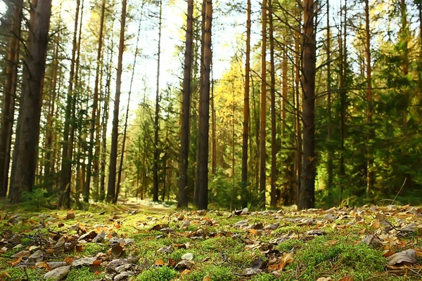 Herfst Bos Landschap Abstracte Achtergrond Oktober Uitzicht Gele Bomen Herfst — Stockfoto