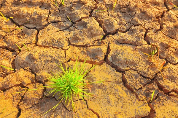 drought in the field agriculture problem heat cracked earth