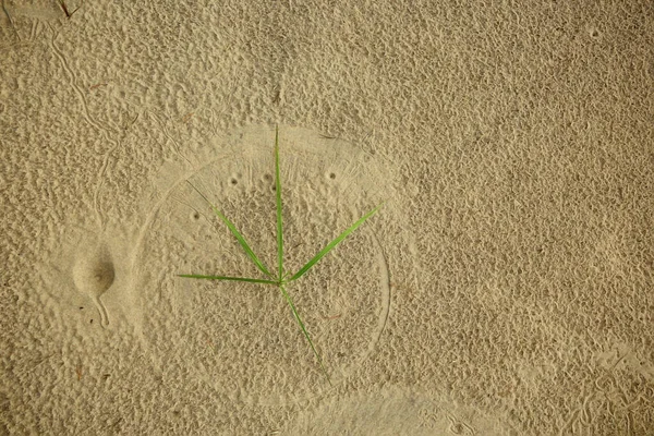 Μυρμήγκι Λιοντάρια Πατημασιές Στην Άμμο Έντομο Αρπακτικό Προνύμφη Τρύπα Στο — Φωτογραφία Αρχείου