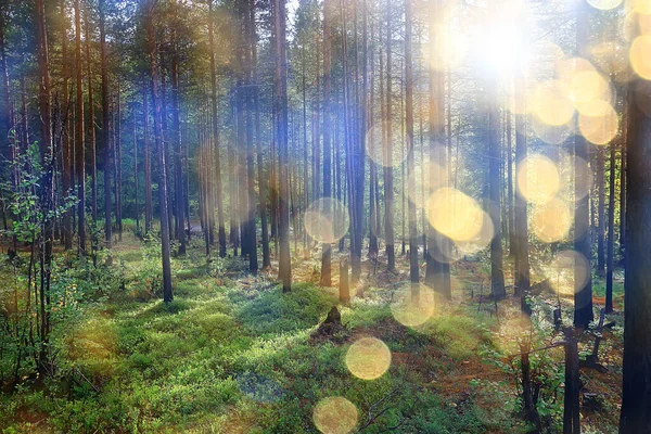 Letní Krajina Lese Pozadí Panorama Příroda Léto Sezóna Krajina Stromy — Stock fotografie