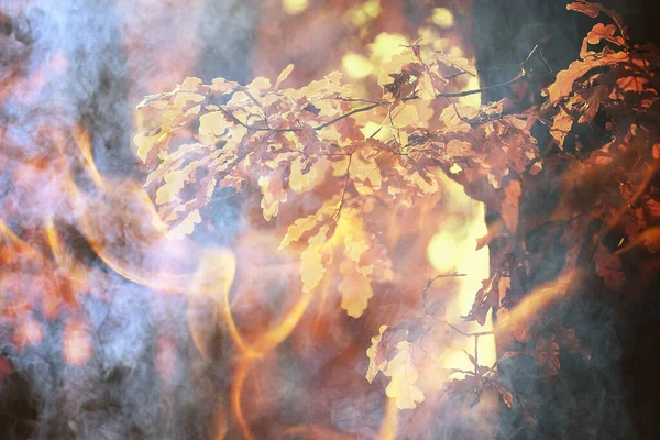 Foresta Fuoco Sfondo Paesaggio Fuoco Astratto Fumo Nella Foresta Alberi — Foto Stock