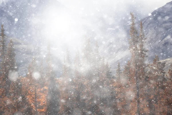 秋の雪景色の背景自然風景冬の最初の雪のテクスチャ — ストック写真