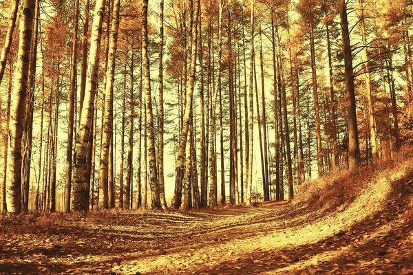 Otoño Bosque Paisaje Fondo Abstracto Octubre Vista Árboles Amarillos Caída —  Fotos de Stock