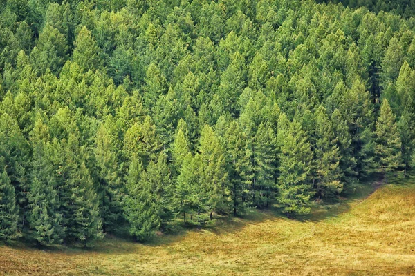 Verão Paisagem Floresta Fundo Panorama Natureza Verão Estação Paisagem Árvores — Fotografia de Stock