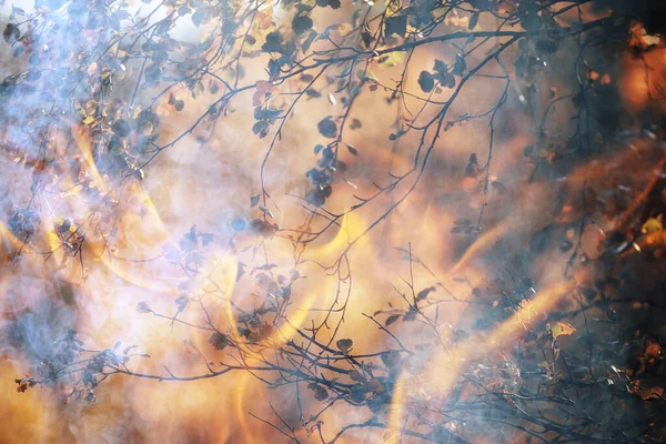 Paysage Fond Feu Forêt Feu Abstrait Fumée Dans Forêt Les — Photo