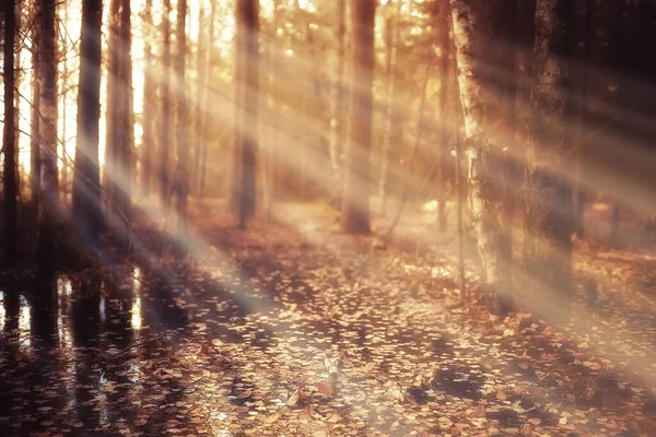 Autumn Forest Landscape Abstract Background October View Yellow Trees Fall — Stock Photo, Image