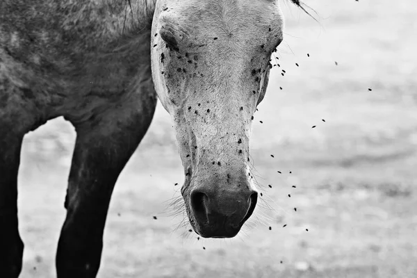 insects bite the horse, gadflies and flies attack the horse wildlife insect protection farm