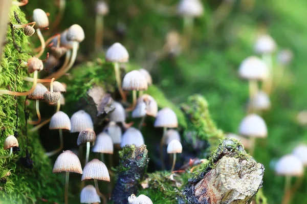 Pequeños Hongos Comestibles Setas Venenosas Bosque Fondo Macro Naturaleza Salvaje —  Fotos de Stock