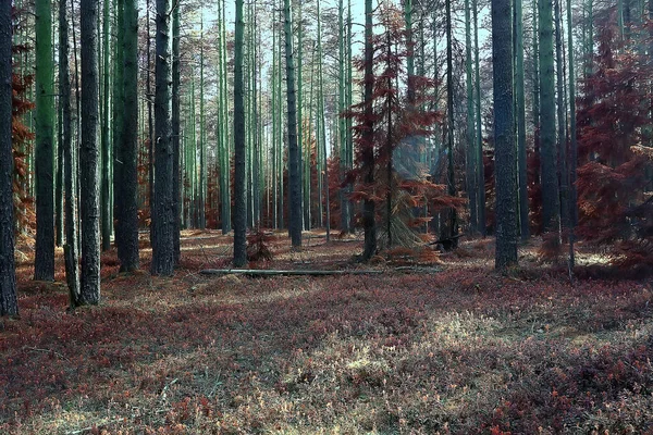 Abstrato Fundo Textura Floresta Outono Árvores Amarelas Padrão Paisagem Vista — Fotografia de Stock