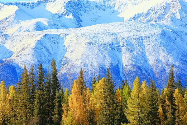 Herbst Waldlandschaft Abstrakter Hintergrund Oktober Ansicht Gelben Bäumen Herbst Natur — Stockfoto