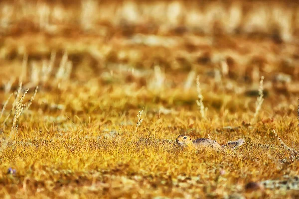 Esquilo Pequeno Animal Selvagem Natureza Outono — Fotografia de Stock