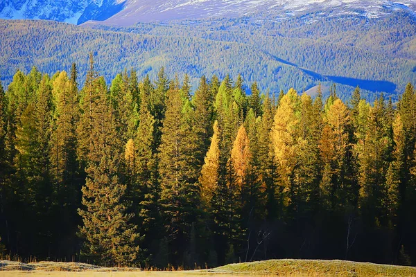 Herfst Taiga Bos Landschap Natuur Uitzicht Vallen Bergen — Stockfoto