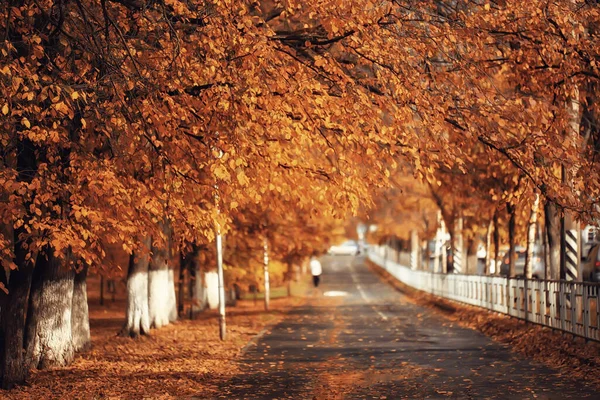 Soligt Landskap Höstparken Höstsäsong Bakgrund Orange Park — Stockfoto