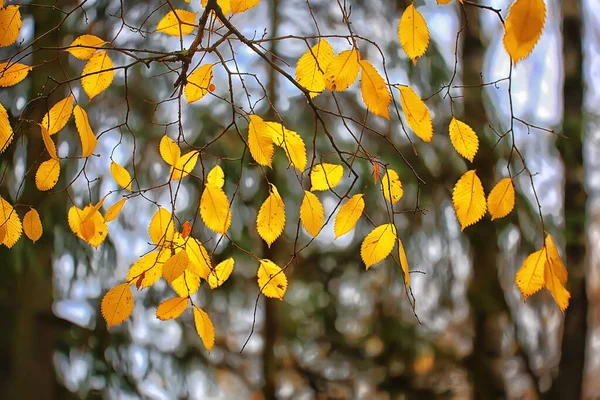 Abstrakt Herbst Herbst Hintergrund Blätter Gelb Natur Oktober Tapete Saisonal — Stockfoto