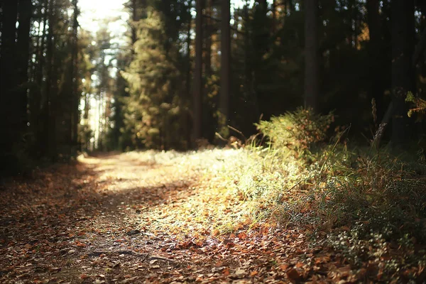Gasse Herbst Parklandschaft Herbst Gelbe Straße Saisonale Landschaft Oktober Der — Stockfoto