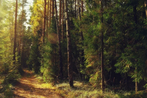 森の中の夏の風景パノラマ自然夏の風景木 — ストック写真
