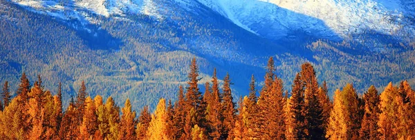 Autumn Forest Mountains Panorama Landscape Trees Nature Yellow Season — Stock Photo, Image