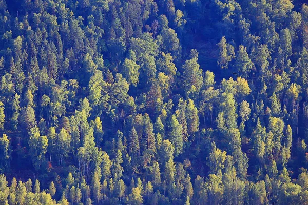 Letní Krajina Lese Pozadí Panorama Příroda Léto Sezóna Krajina Stromy — Stock fotografie