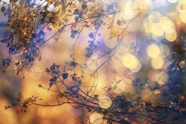 Abstrakt Herbst Herbst Hintergrund Blätter Gelb Natur Oktober Tapete Saisonal — Stockfoto