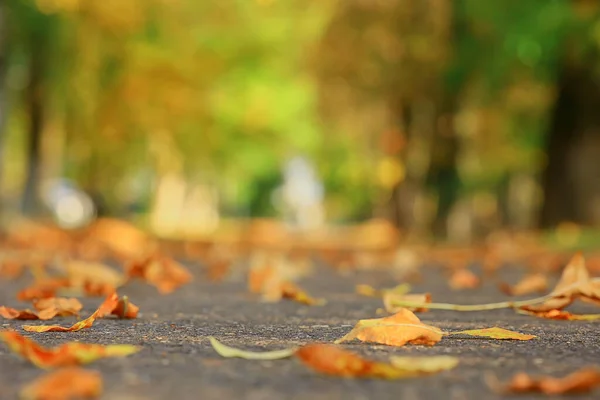 Fallen Leaves Seasonal Abstract Background — Stock Photo, Image