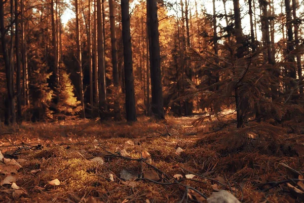 Herbst Waldlandschaft Abstrakter Hintergrund Oktober Ansicht Gelben Bäumen Herbst Natur — Stockfoto