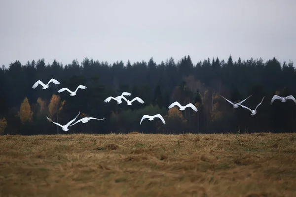 Herbstlandschaft Eine Schar Schwäne Wald Zugvögel Saisonale Migration Oktober — Stockfoto