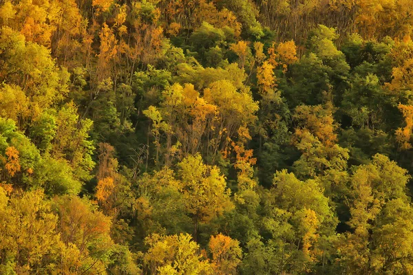 Podzimní Lesní Krajina Abstraktní Pozadí Říjnový Pohled Žluté Stromy Podzimní — Stock fotografie