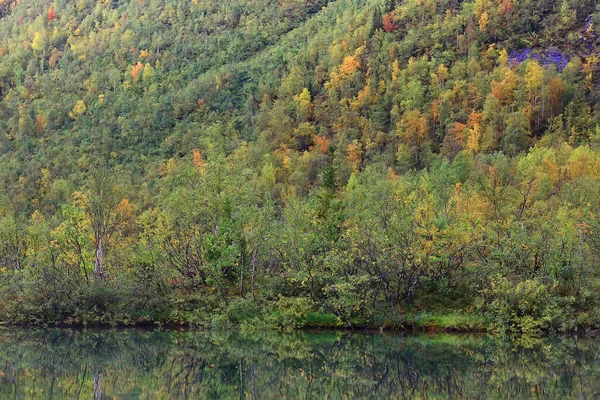 Ősz Taiga Erdő Táj Természet Kilátás Esik Hegyekben — Stock Fotó