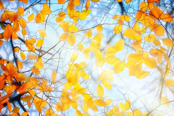 Abstraktní Podzim Pozadí Listy Žlutá Příroda Říjen Tapety Sezónní — Stock fotografie