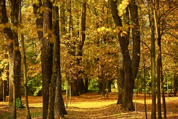 Солнечный Пейзаж Осенний Парк Осенний Сезон Фон Оранжевый Парк — стоковое фото