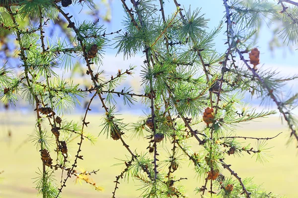 森の中の夏の風景パノラマ自然夏の風景木 — ストック写真