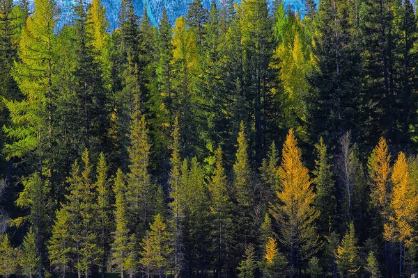 Φθινοπωρινό Τοπίο Δάσος Τάιγκα Θέα Στη Φύση Πέφτει Στα Βουνά — Φωτογραφία Αρχείου