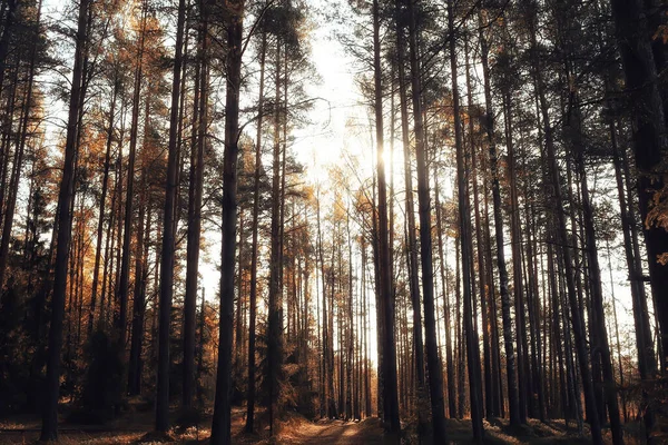 Autunno Foresta Paesaggio Sfondo Astratto Ottobre Vista Alberi Gialli Autunno — Foto Stock